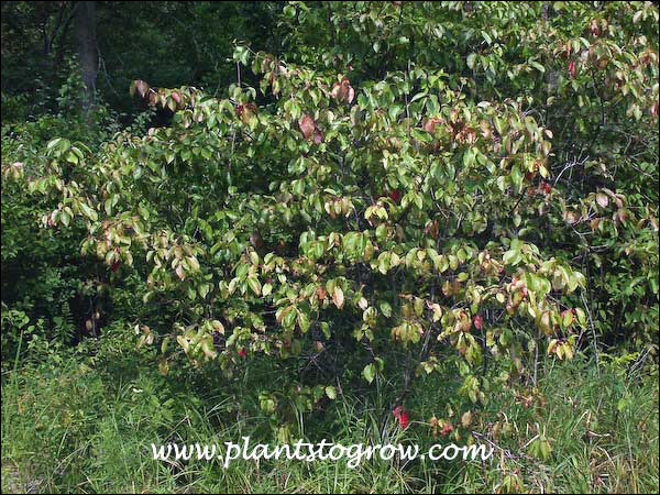 Silky Dogwood (Cornus amomum
growing in a low wet area